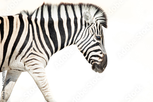 High Key image of a zebra