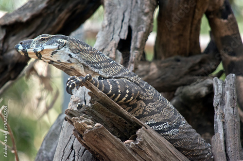 Fotografie A close up of a  lace monitor lizard