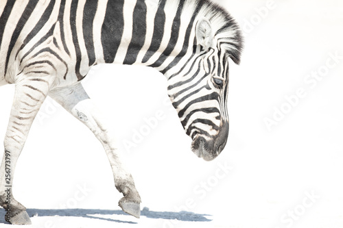 A High key image of a zebra