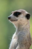 the meerkat is standing guard