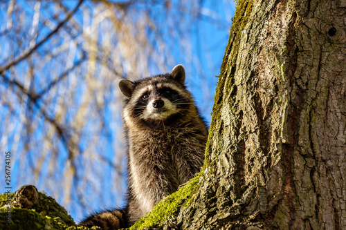 cute young raccoon hiding behind moss covered tree trunk in the morning staring at you, with willow branches in the back ground