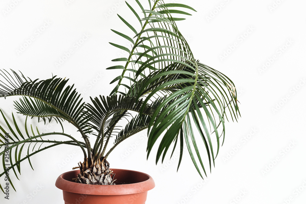 potted plant Cycas against white wall Mock up potted plant Cycas against white wall Mock up