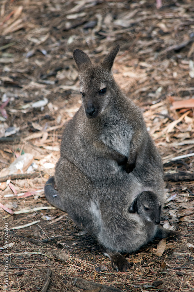 A red necked wallaby with joey in her pouch A red necked wallaby with joey in her pouch