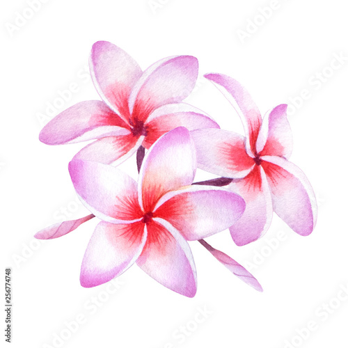 Tropical plumeria plant. Isolated realistic watercolor illustration of fragipani flowers.