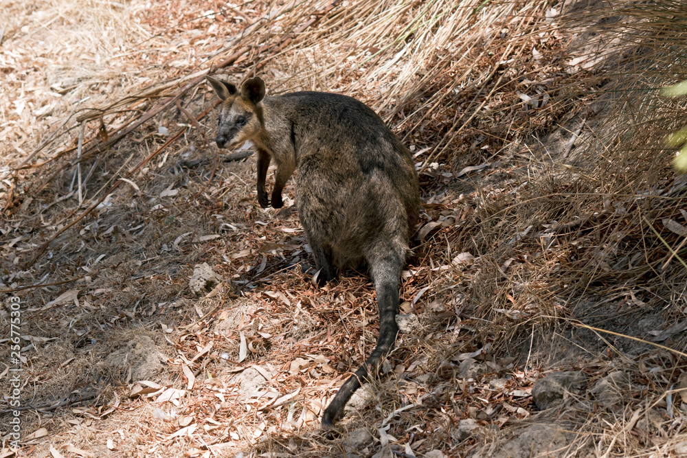 a swamp wallaby a swamp wallaby