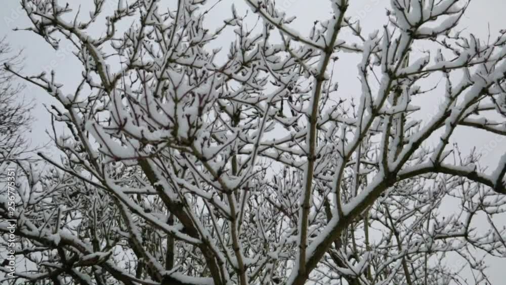Snow Covered Trees Lightly Blowing In The Wind Snow Covered Trees Lightly Blowing In The Wind