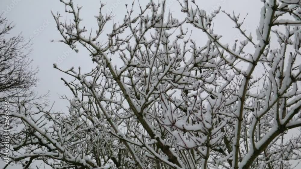 Dolly Shot of Snow Covered Trees Blowing In The Wind Dolly Shot of Snow Covered Trees Blowing In The Wind