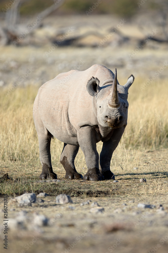 Obraz premium Rhino at a water hole in Etosha National Park, Namibia.
