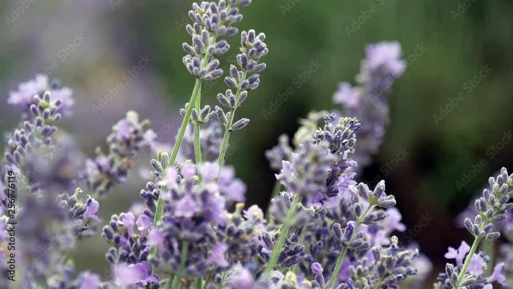 Lavender flowers blowing in the breeze, with a beautiful Bokeh background. Lavender flowers blowing in the breeze, with a beautiful Bokeh background.