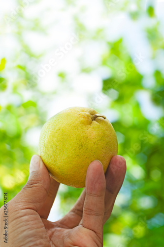 lemon is hold in hand with blurred leaf background