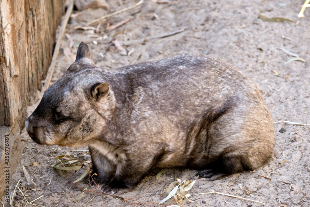 a side view of a common wombat a side view of a common wombat