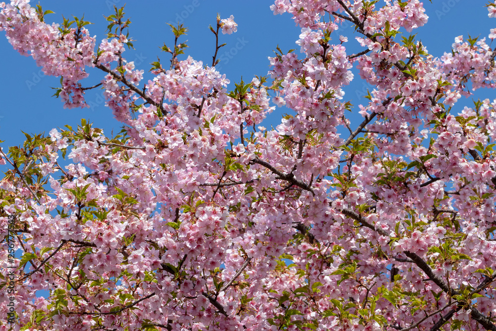 新川千本河津桜　千葉県八千代市米本