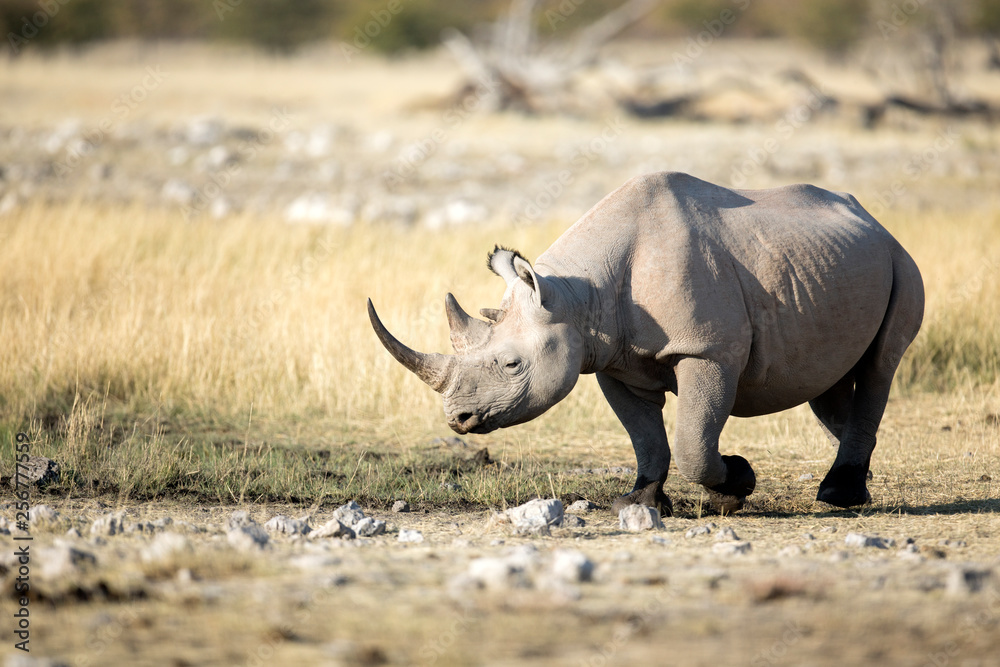 Obraz premium Rhino at a water hole in Etosha National Park, Namibia.