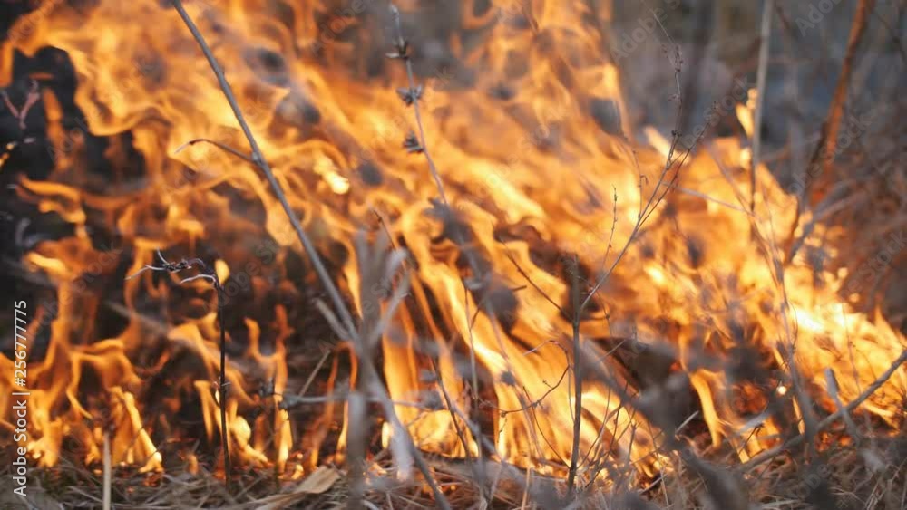 Forest fires. Fire destroys dry grass and gets to the forest. Forest fires. Fire destroys dry grass and gets to the forest.