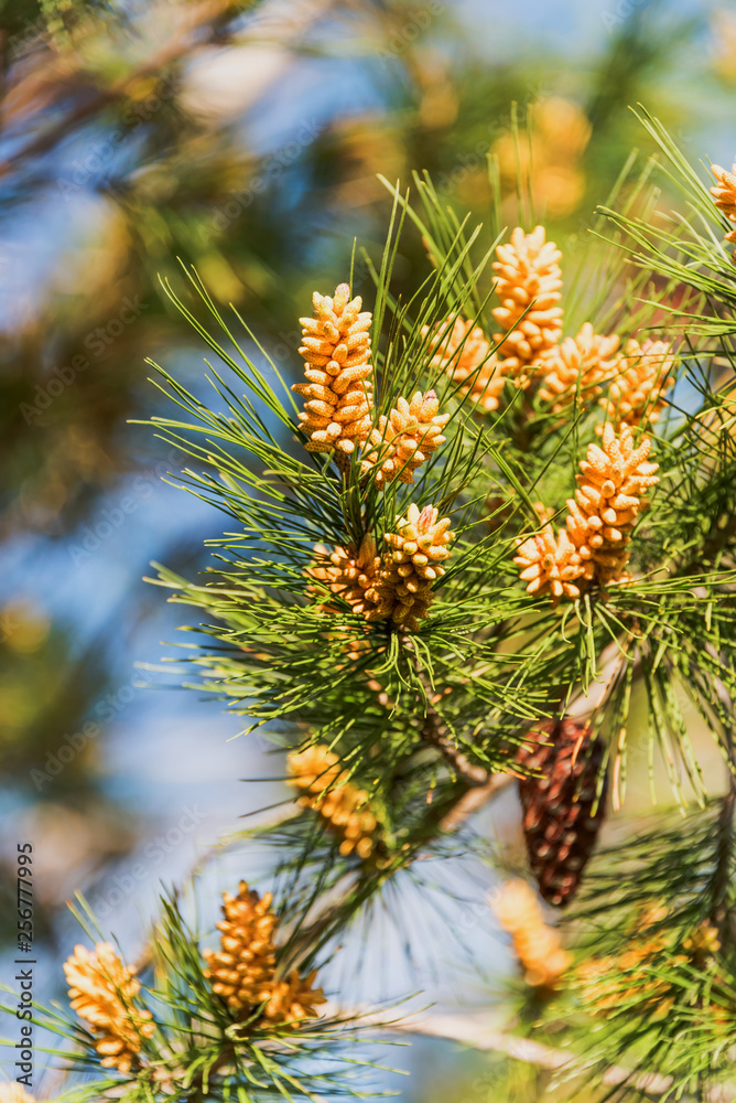 New Pine Cones Budding in Spring on a Mature Pine Tree in Southern Italy New Pine Cones Budding in Spring on a Mature Pine Tree in Southern Italy