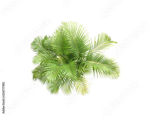 top view palm leaves tree isolated on white background