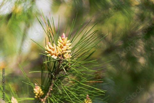 New Pine Cones Budding in Spring on a Mature Pine Tree in Southern Italy