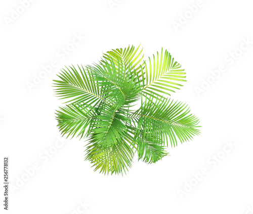 green leaf of palm tree on white background