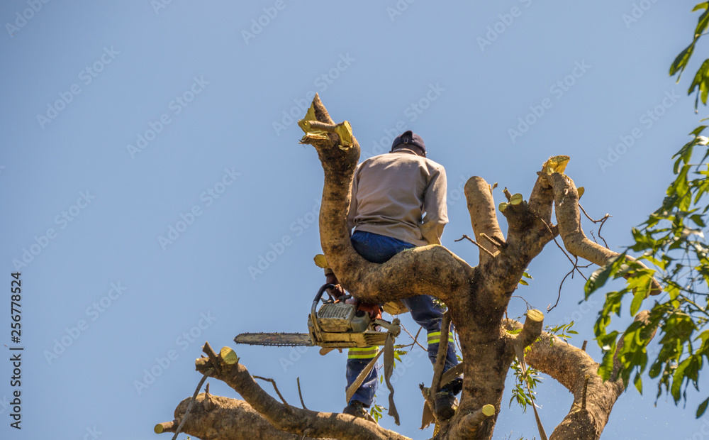 Fototapeta premium Lumberjack works at the top of a tree isolated against the blue sky image with copy space in landscape format