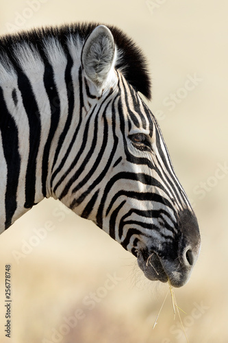 Fototapeta Naklejka Na Ścianę i Meble -  Portrait of a zebra