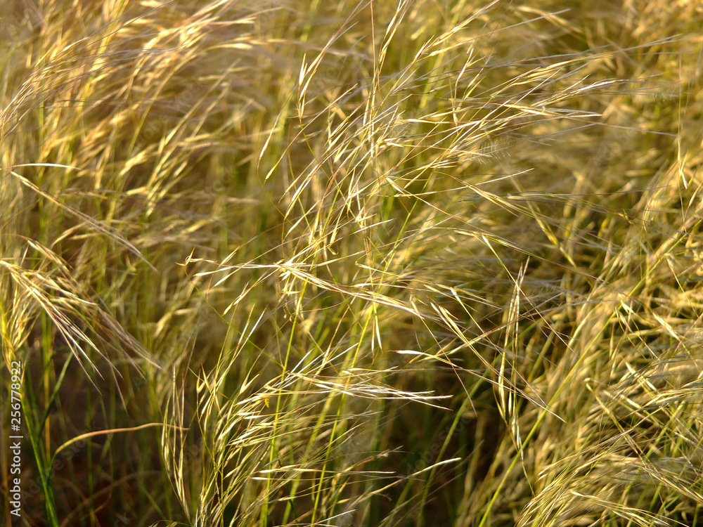 Fototapeta premium Windhoek, Namibia, Africa