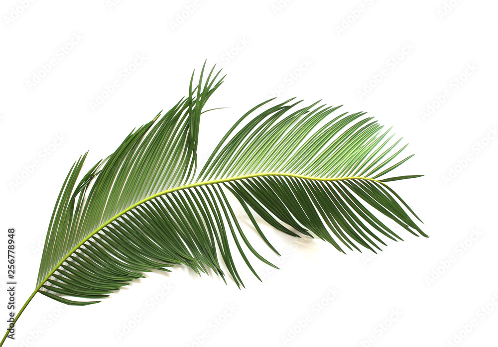tropical green sago cycad palm leaf isolated on white background tropical green sago cycad palm leaf isolated on white background