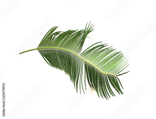 tropical green sago cycad palm leaf isolated on white background © studio2013