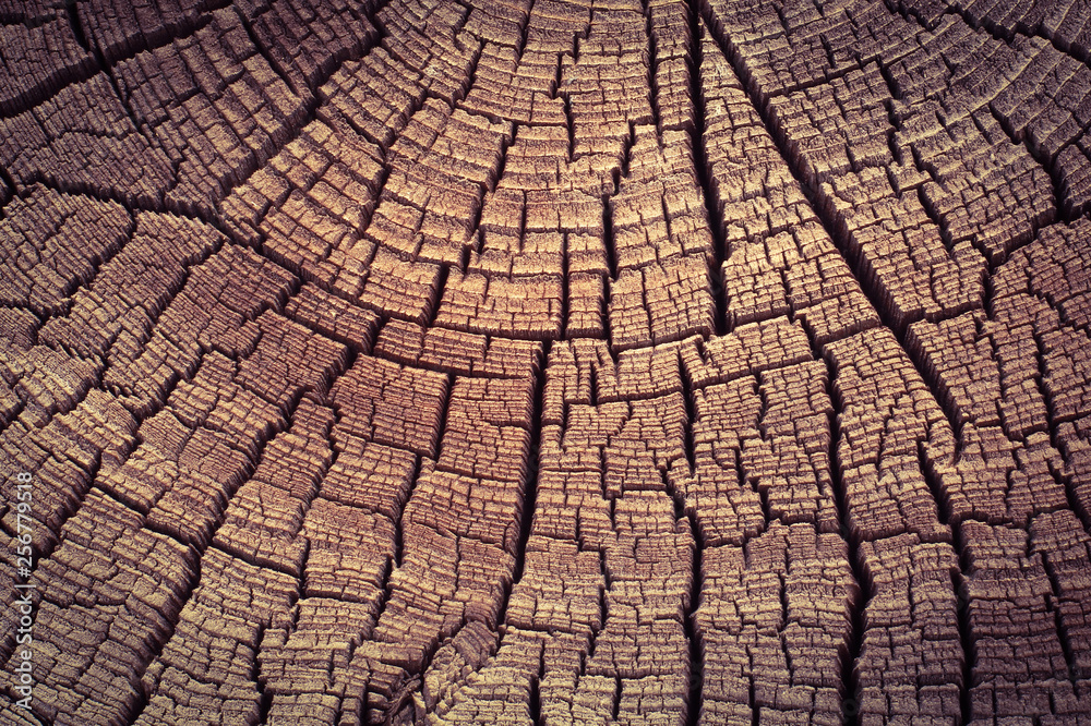 Wood texture background. Old tree rings with cracks. Wood texture background. Old tree rings with cracks.