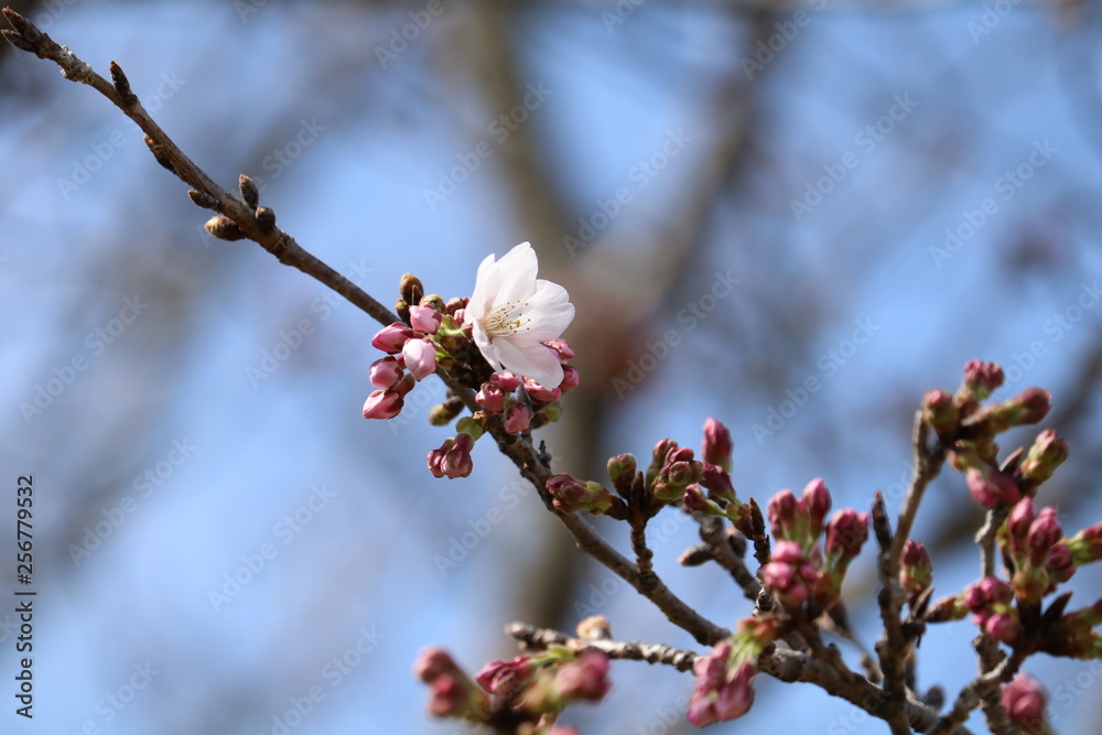 桜 桜