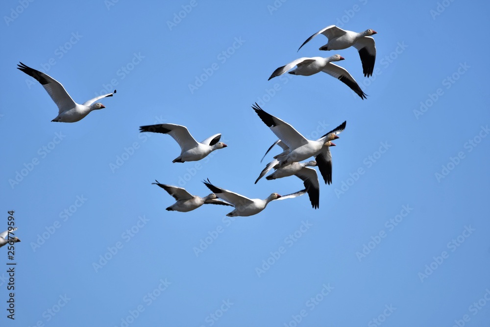 Fototapeta premium 白雁 ハクガン Snow Goose