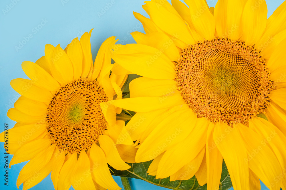Obraz premium Bright big yellow sunflower bouquet on blue background. Flatlay style.