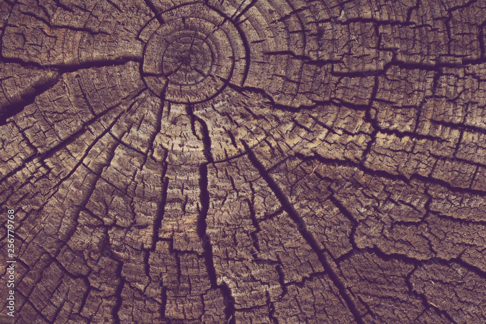 Wood texture background. Old tree rings with cracks.
