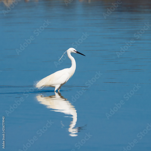 Little Egret.Natural Park S Albufera de Mallorca.Muro  Mallorca  Baleares  Spain