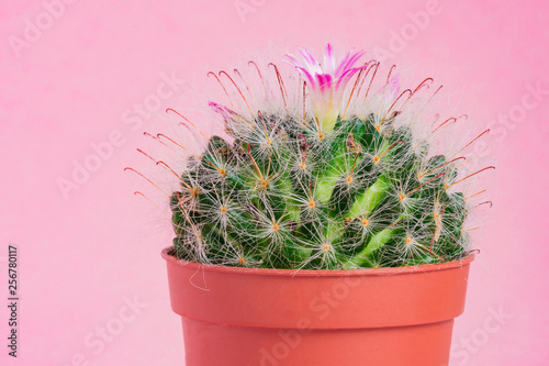 Close up of blooming Mammillaria bombycina cactus on pink background. photo