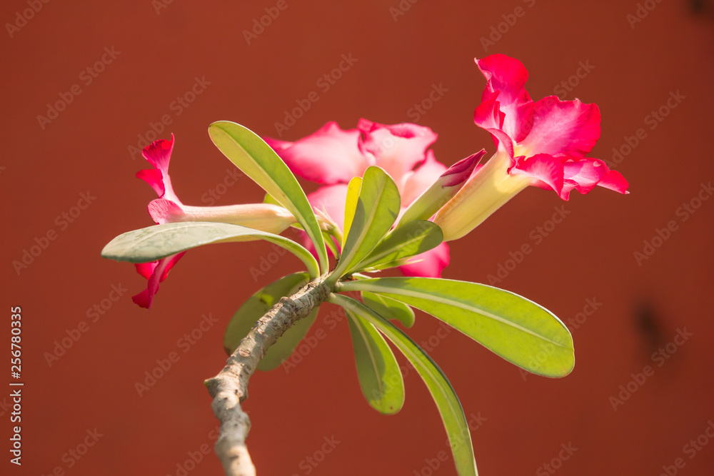 Fototapeta premium Pink Desert rose flowers