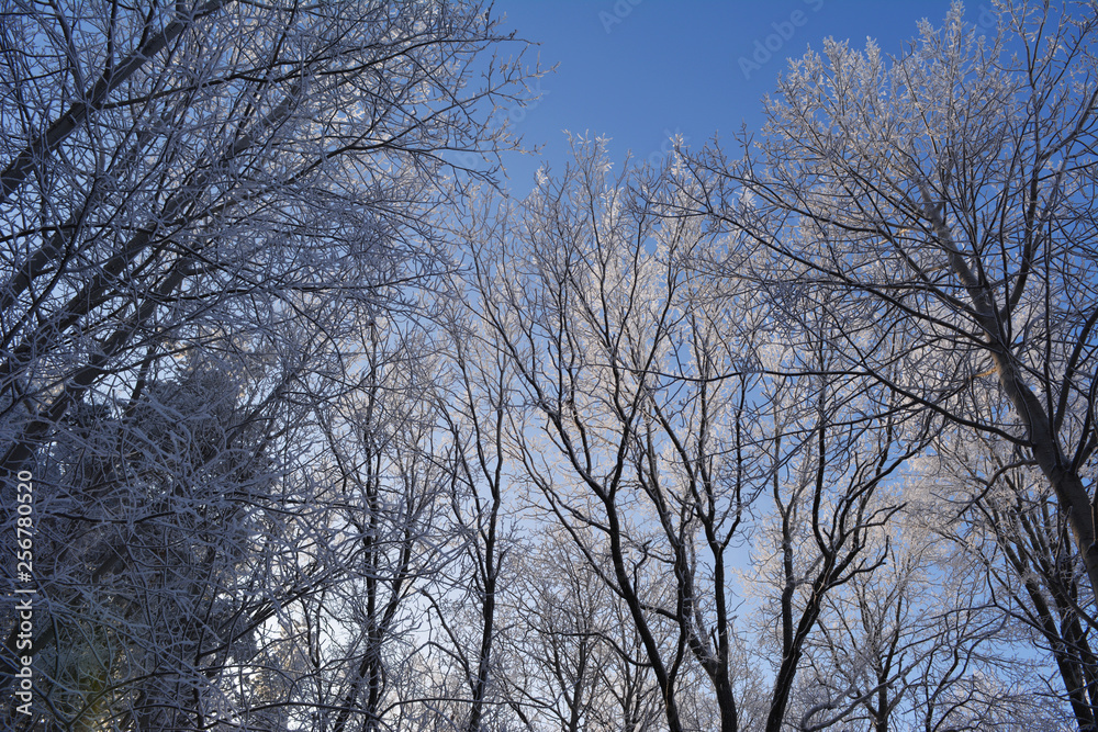 Winter forest. Trees covered with hoarfrost in cold sunny day. Winter forest. Trees covered with hoarfrost in cold sunny day.