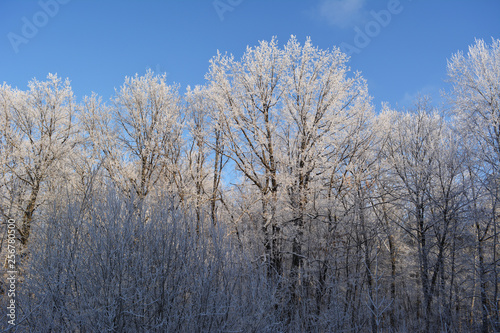 Winter forest. Trees covered with hoarfrost against blue sky. Christmas scene.