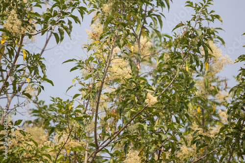 White Flower in blue sky or Fraxinus griffithii tree