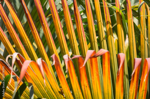  Closeup of Brown leaf of palm tree