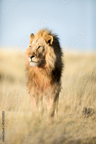 A lion in golden morning light 