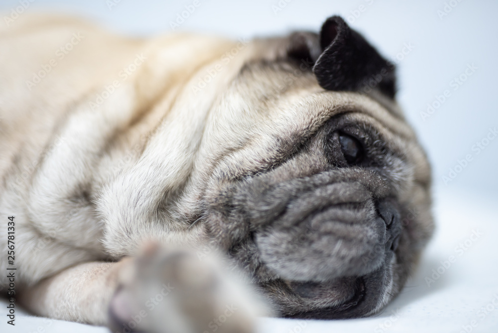 Cute pug dog breed lying on white bed and blanket in bedroom smile with funny face  - Image