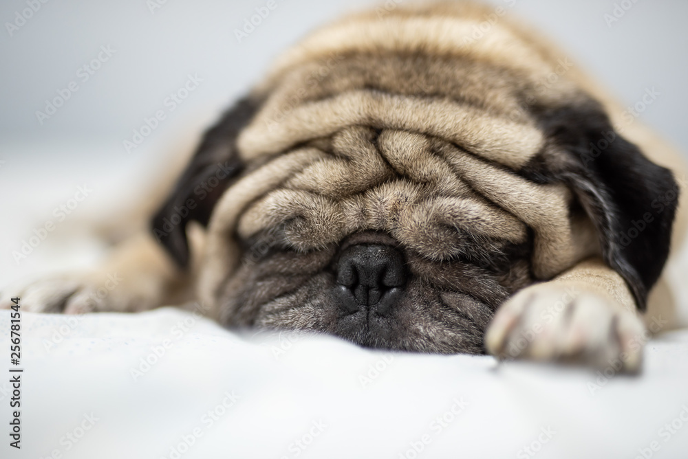Cute pug dog breed lying on white bed and blanket in bedroom smile with funny face  - Image