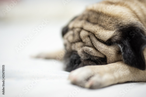 Cute pug dog breed lying on white bed and blanket in bedroom smile with funny face - Image