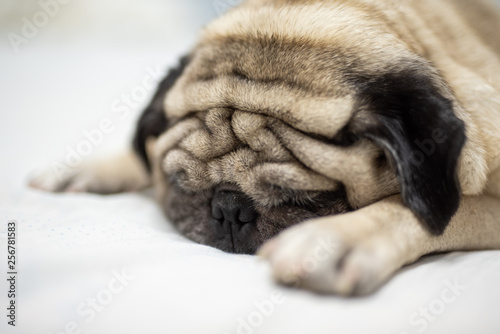 Cute pug dog breed lying on white bed and blanket in bedroom smile with funny face - Image