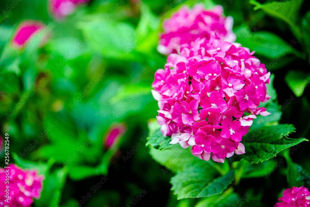 Rose hydrangea bushes bloom in the garden Rose hydrangea bushes bloom in the garden