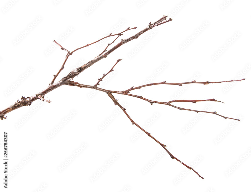 dry apricot tree branch. isolated on white background dry apricot tree branch. isolated on white background