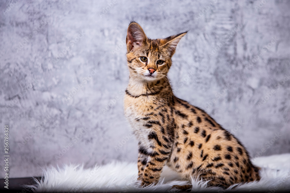 Savannah F1, a hybrid of Serval and Savannah. Savannah F1, a hybrid of Serval and Savannah.