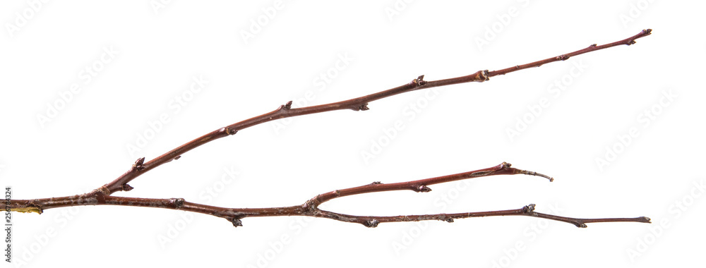 dry apricot tree branch. isolated on white background