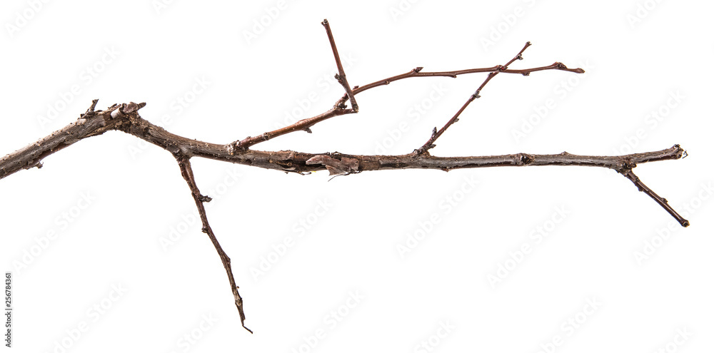dry apricot tree branch. isolated on white background dry apricot tree branch. isolated on white background