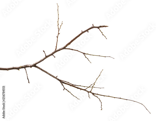 dry branch of the plum tree. isolated on white background © toomler